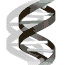 cyclosporajY